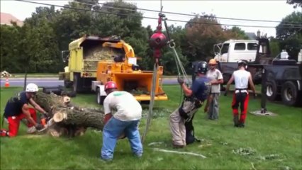 Hurricane Irene Removal by Joshua Tree Experts!