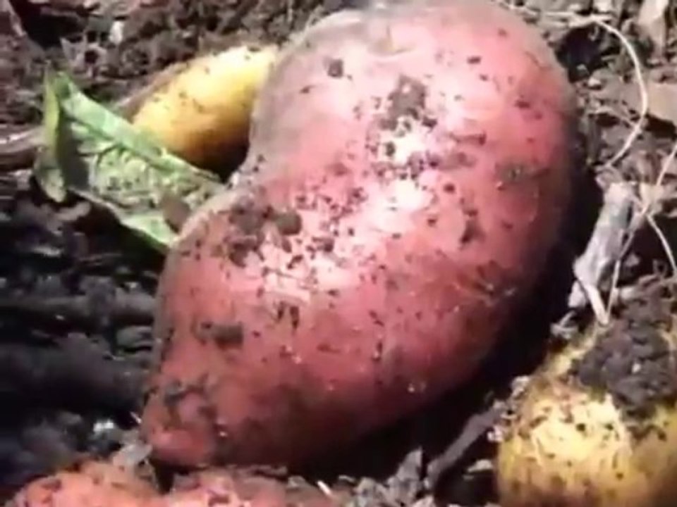 Permaculture, le Jardin Extraordinaire de Philip Forrer (1/2)