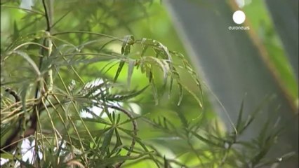 Dünya’daki yaşam Mars’tan gelmiş olabilir