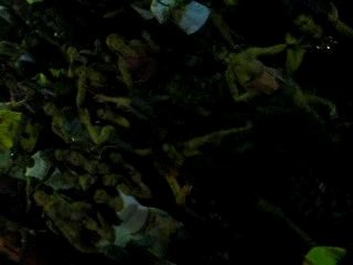 Percus a Salvador de Bahia