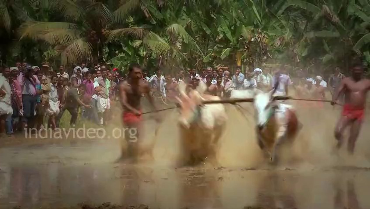 Bull Racing in India most amazing video