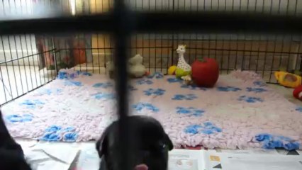 bb geisha+flash (4) vidéos+suzie et léo 08.2013 026