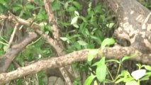 Des macaques font régner la terreur dans un village thaïlandais