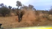 En video: Elefante embiste un carro de turista en el Parque Nacional Kruguer en África