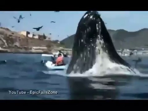 Kayakers stunned by humpback whale