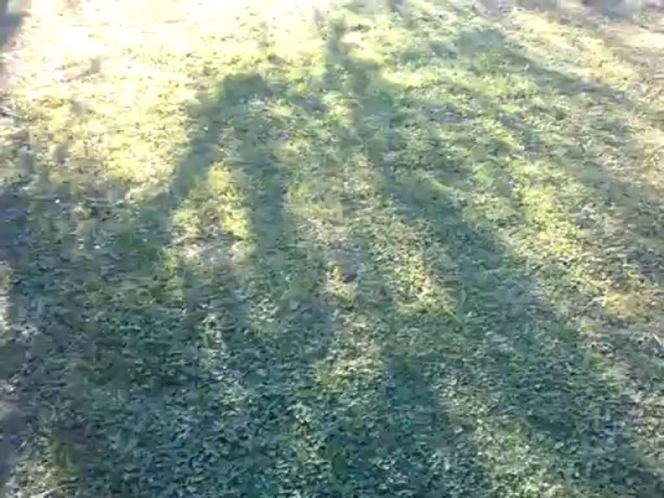 Mon chat est magique : il disparait [ultra réaliste]