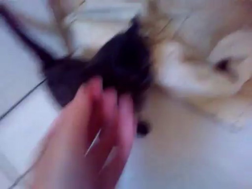 attaque de félin en manque de câlins...