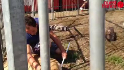 Michaël Douchet, un des plus jeunes dompteurs de France - Les fauves du cirque Sébastien Zavatta