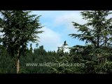 Deodar forest in Devidhura, with a strange raptor atop a deodar