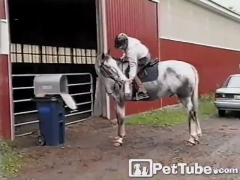 The MAIL Horse