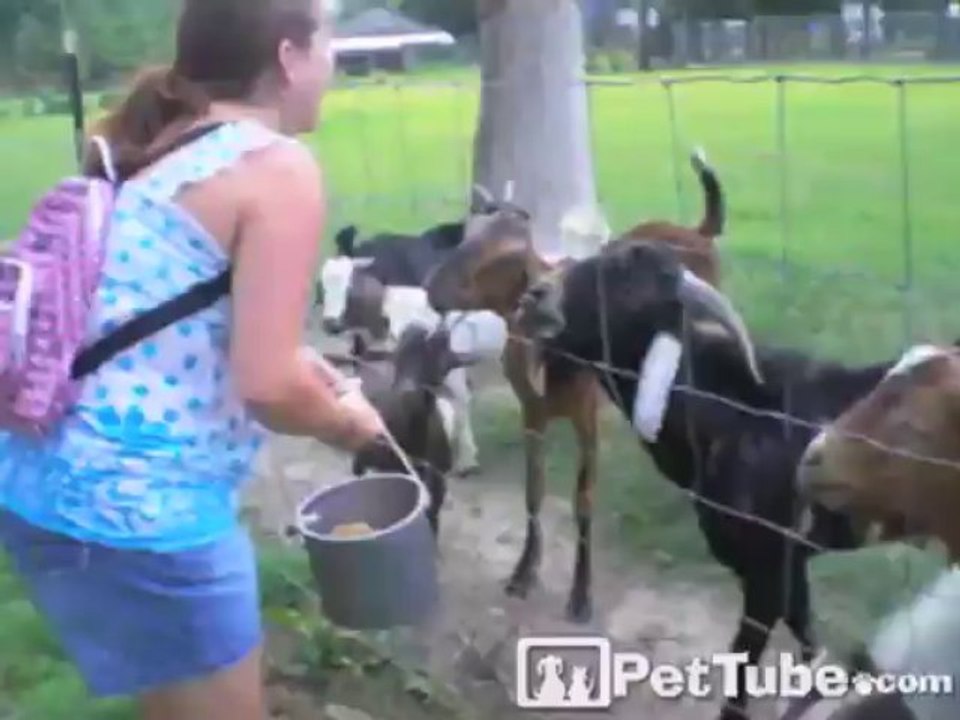 WHAT GOAT