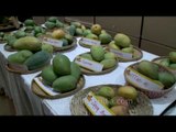 More than 400 varieties of Mangoes at Mango Festival