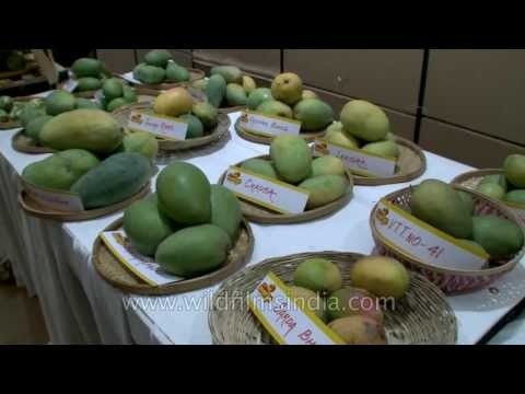 More than 400 varieties of Mangoes at Mango Festival