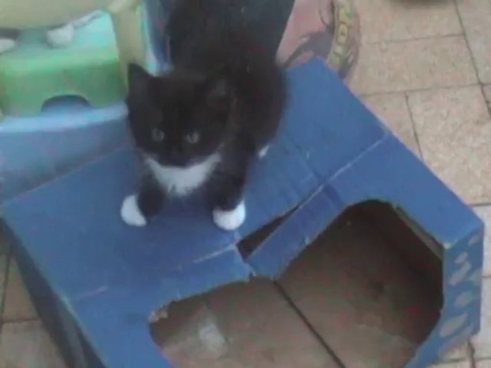 kittens29augustus