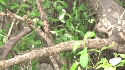 Monos que saquean casas