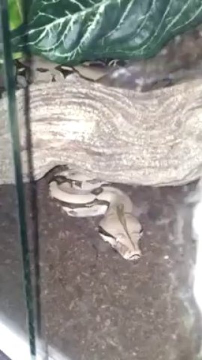 Boa constrictor constrictor nourrissage.