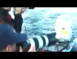 Great White Sharks of South Africa with Chris Fallows