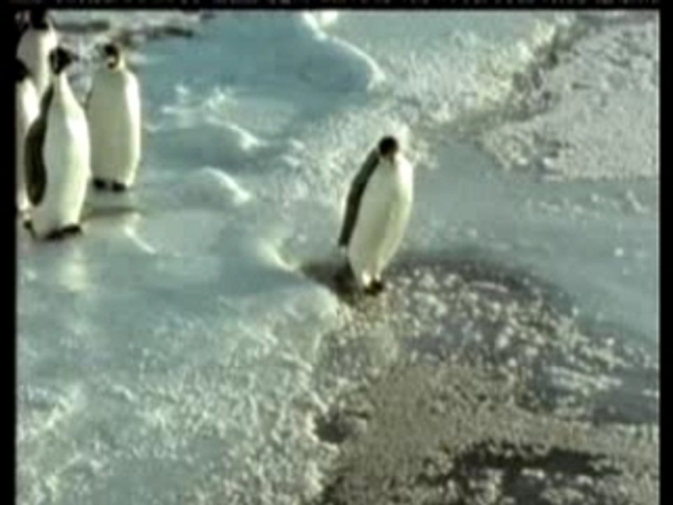 pingouin