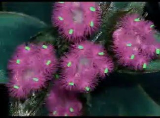 Kas-Pathar- Flower Valley- Satara- Maharashtra-India