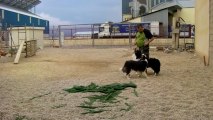 Es divertido trabajar con 3 perros...