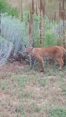 Bobcat Fights Rattlesnake That's Already Dead