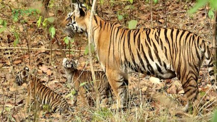 Tigers in the wild