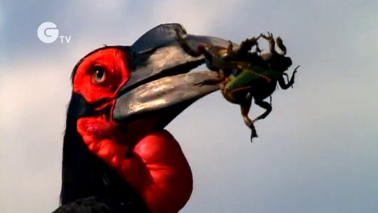 Funny Talking Frogs