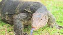 Connecticut Police Forced to Kill Chicken-Attacking Monitor Lizard