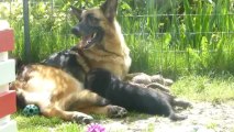 Chiots berger allemand