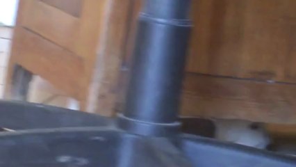 Nichée de Caballero et Padge à 27 jours