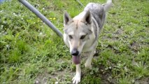 Berger Malinois Et Chien Loup Tchecoslovaque Elevage Gaia