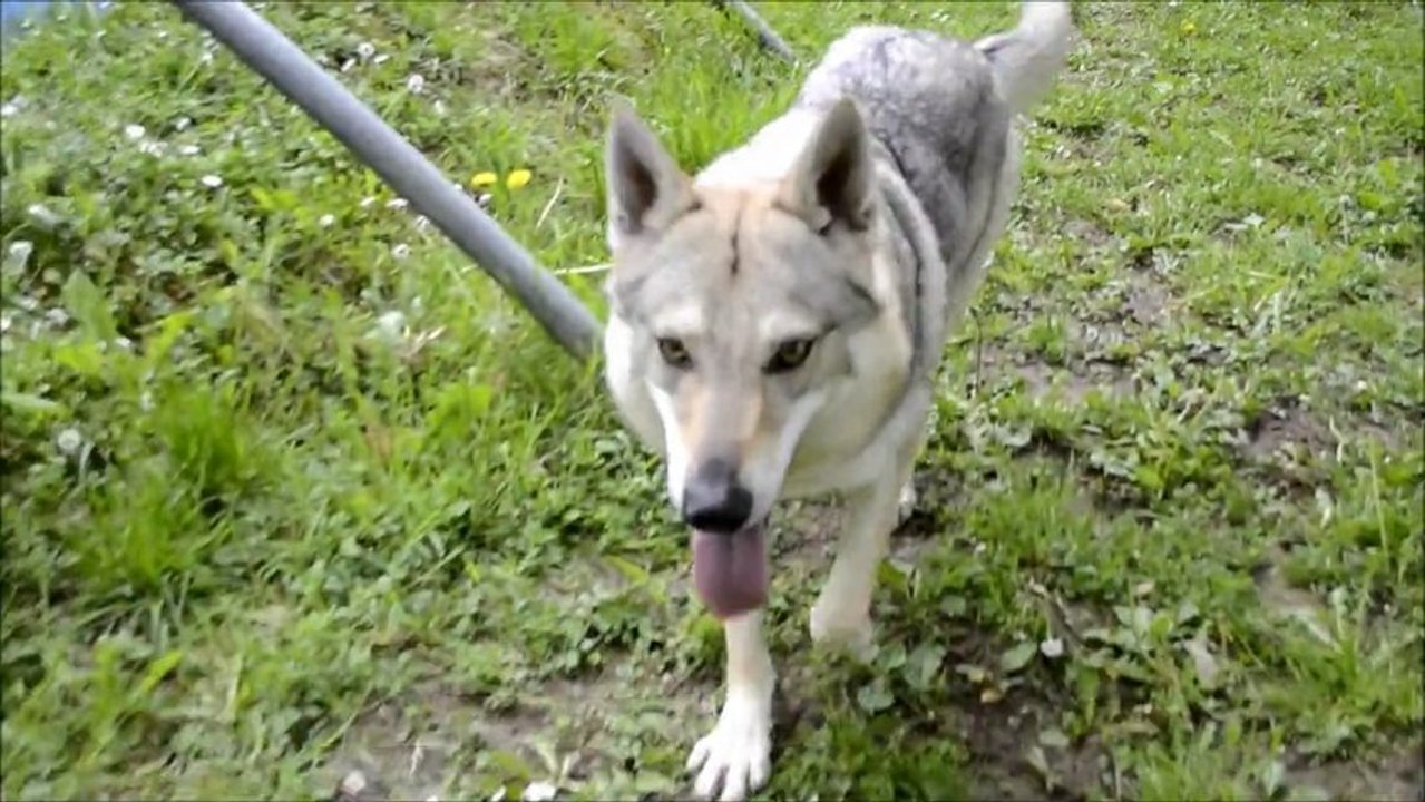 Fragance Chien Loup Tchécoslovaque - Elevage Gaia Vlka