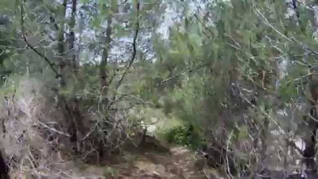 Saint Florant - Plage du Lotu - Plage de Saleccia