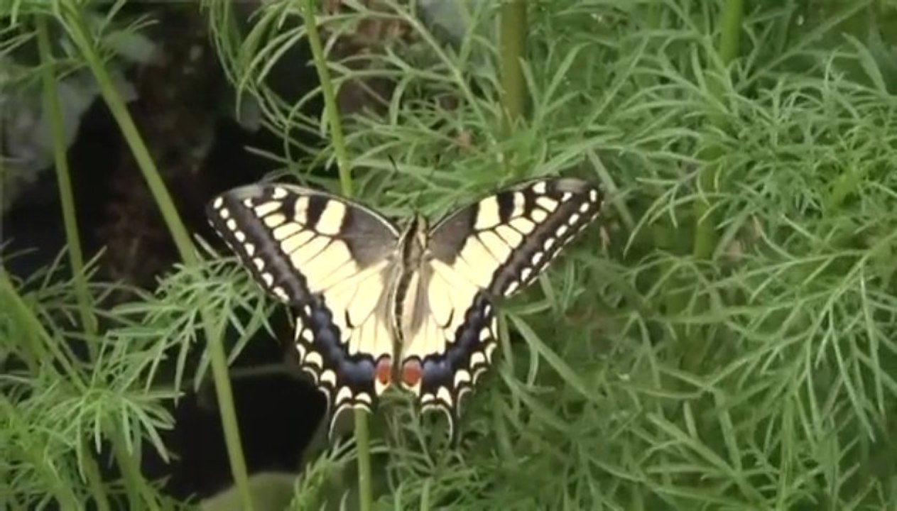 Les insectes, ces inconnus