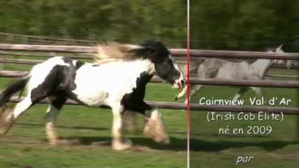 Cairnview Val d'Ar (Irish Cob Elite) à 4 ans