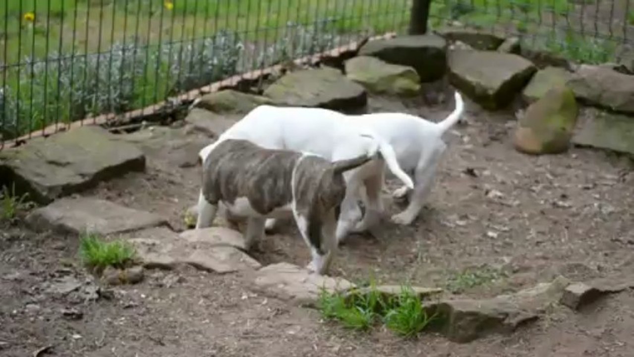 bébés Bouledogue américain course après un jouet