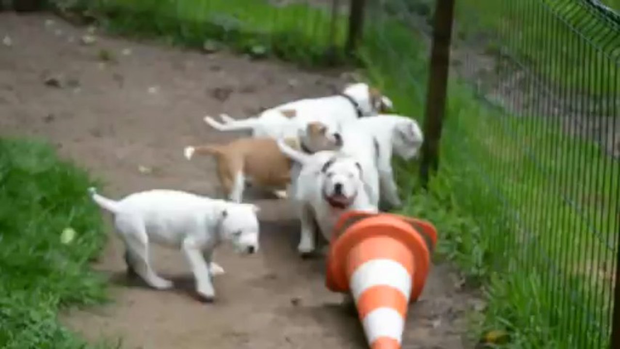 présentation avec les s'autres chiens