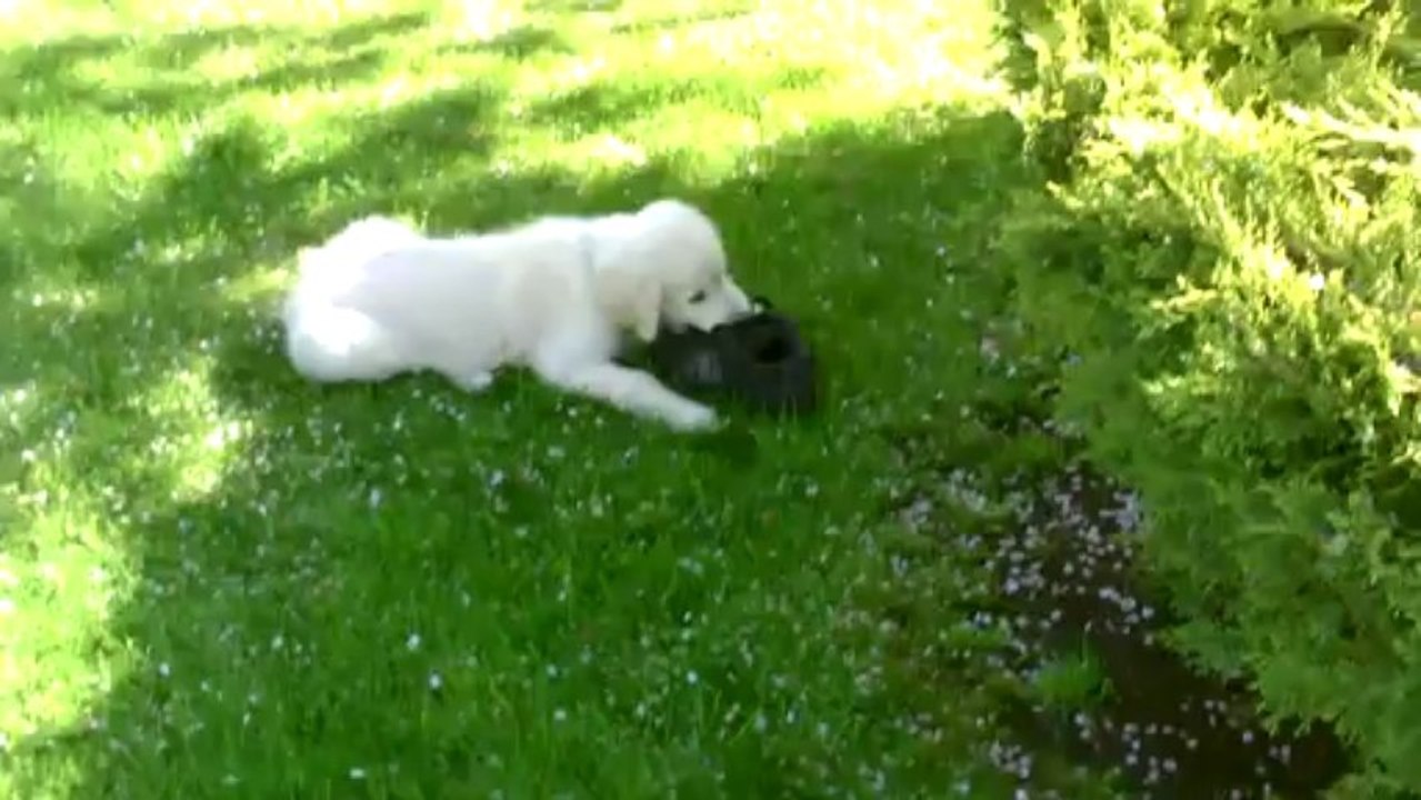 Iello dure vie de chien