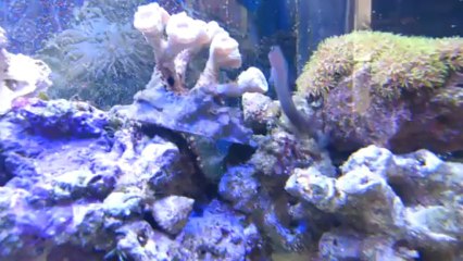 Aquarium Récifal 100L net (5 mai 2013)