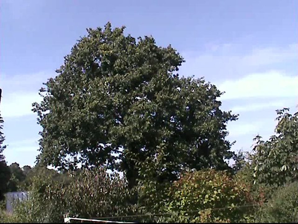 LE VIEUX CHÊNE DE BRETAGNE DEBOUT 08 2011