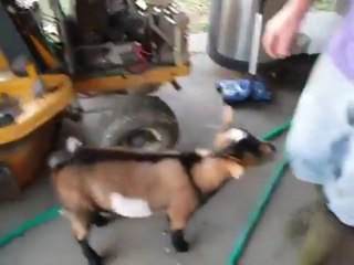 La Chèvre qui ce prend pour une Poule !