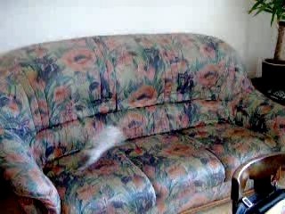 Lulu lapinou s'amuse !