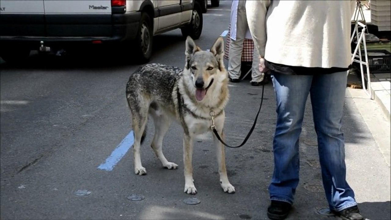 Au marché avec Shiro Chien loup tchecoslovaque- élevage Gaia Vlka