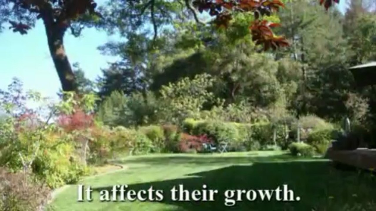 Proper Grass Upkeep