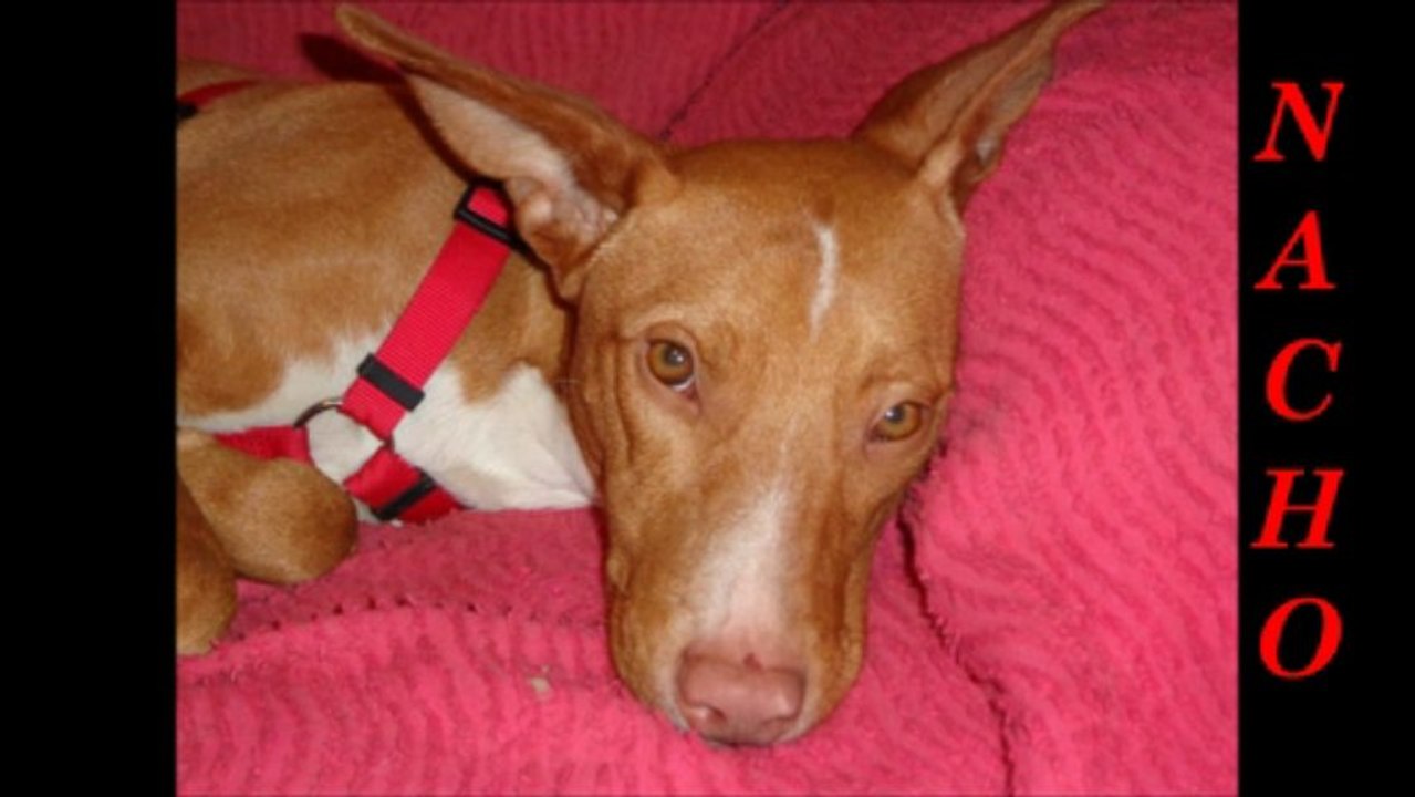 A ADOPTER 5-5-13