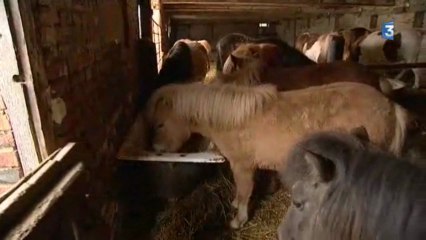 Mesnières en Bray : le club hippique n'a plus d'herbages