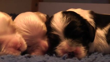 bb Cd's et Simon 05/05/2013-1