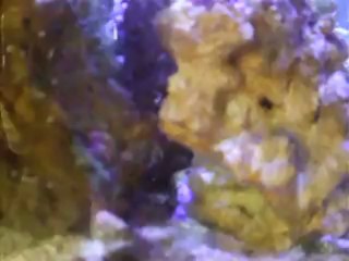 mon aquarium recifal de 8 mois