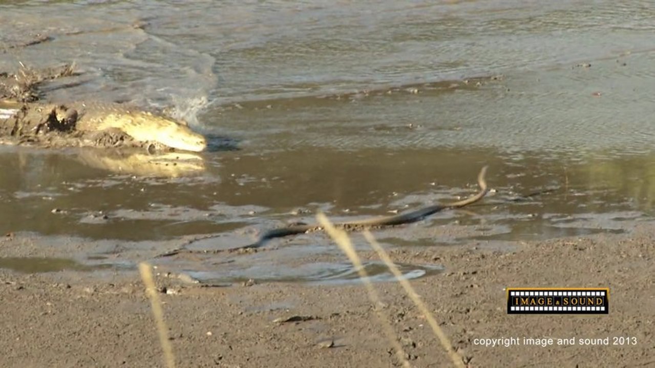 black mamba crocodile
