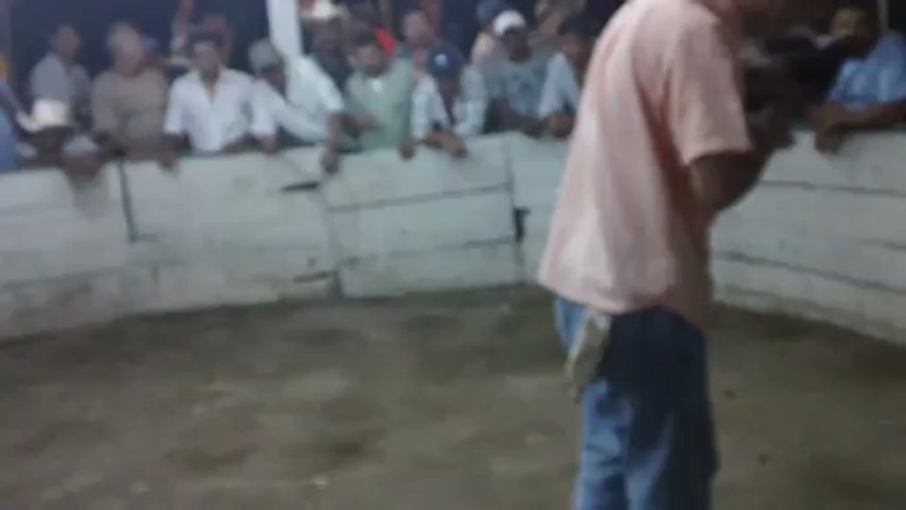 jovany video gallo